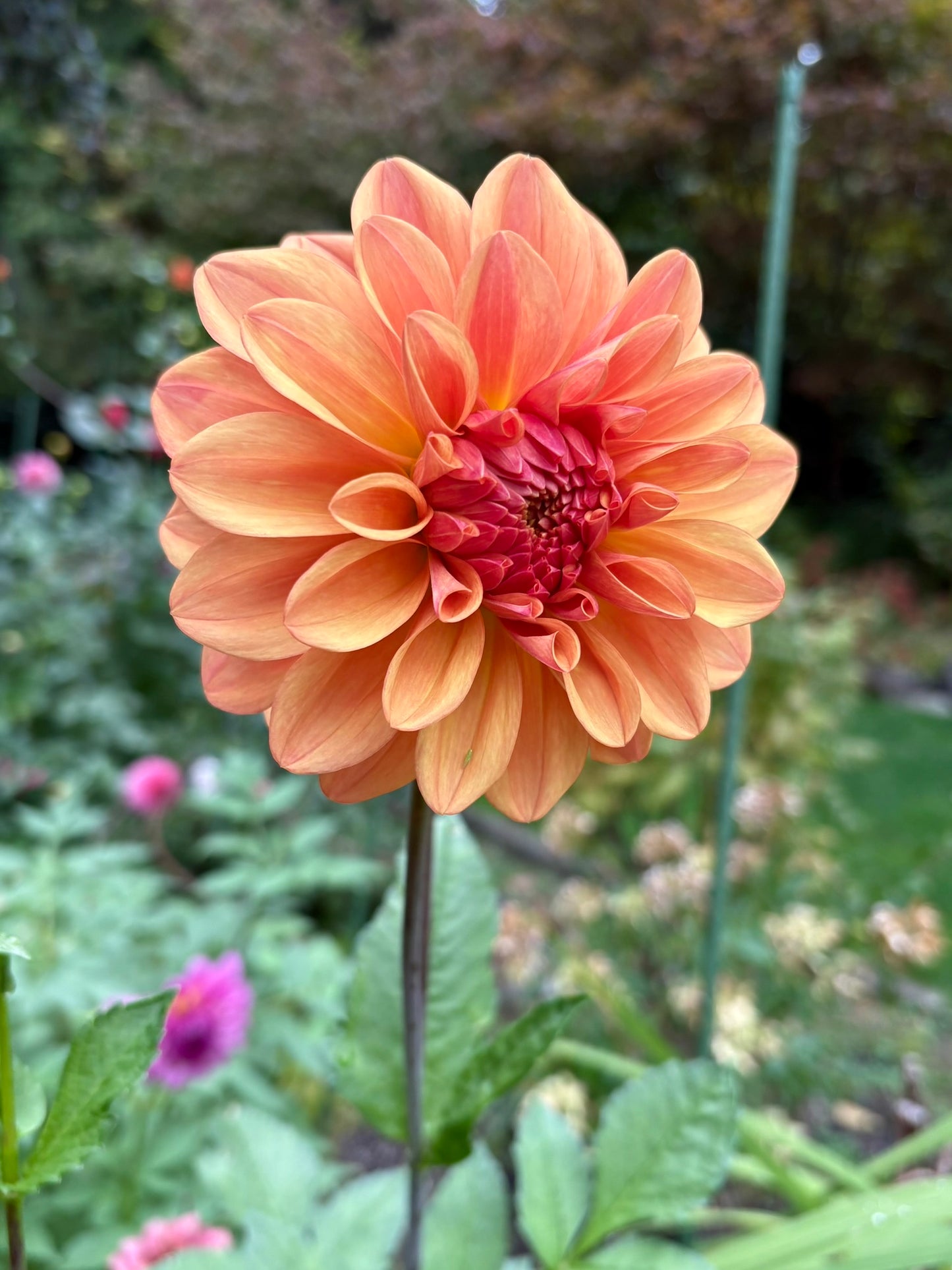 Ferncliff Copper Rooted Cutting - LOCAL PICK UP ONLY