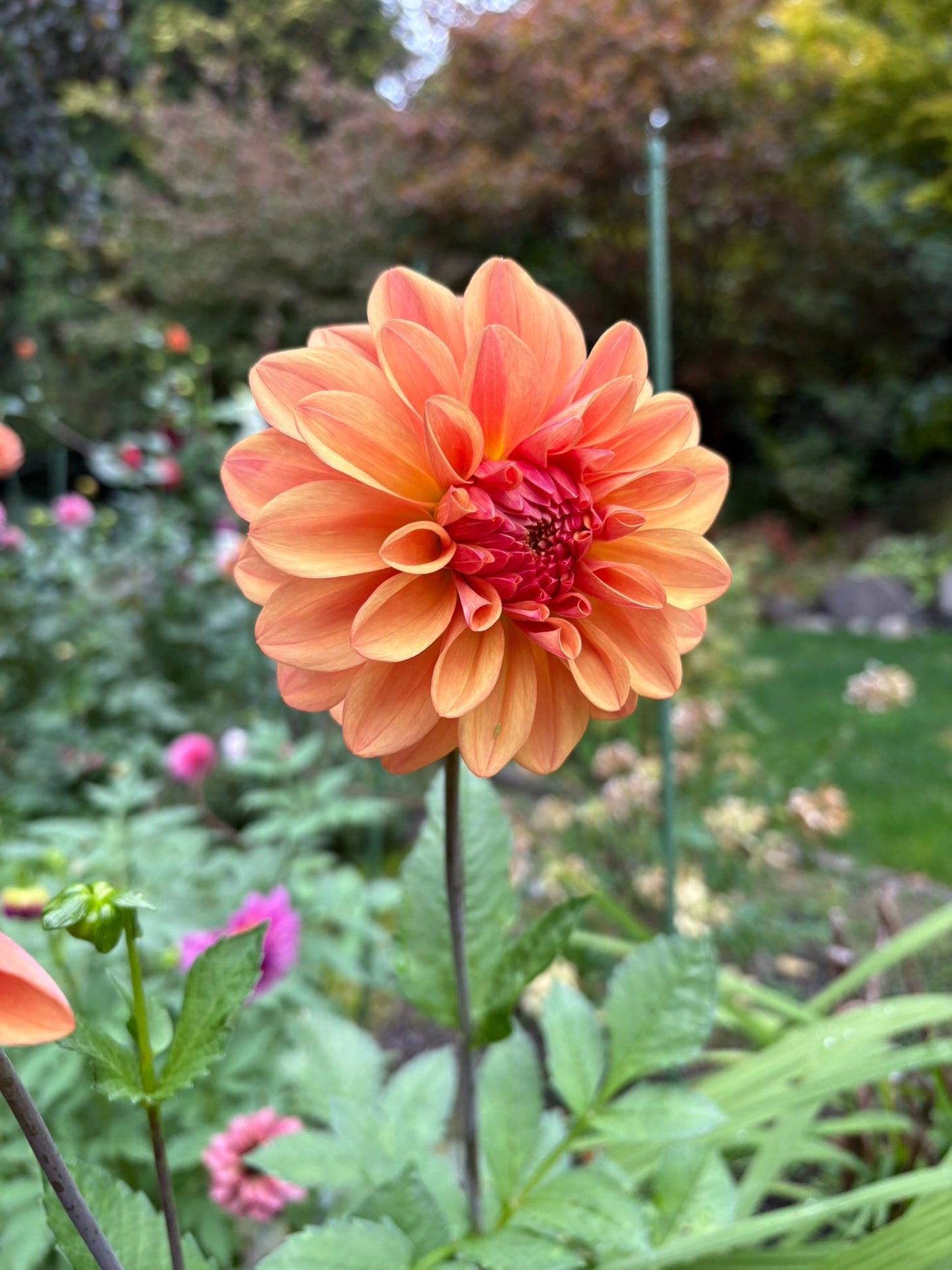 Ferncliff Copper Rooted Cutting - LOCAL PICK UP ONLY