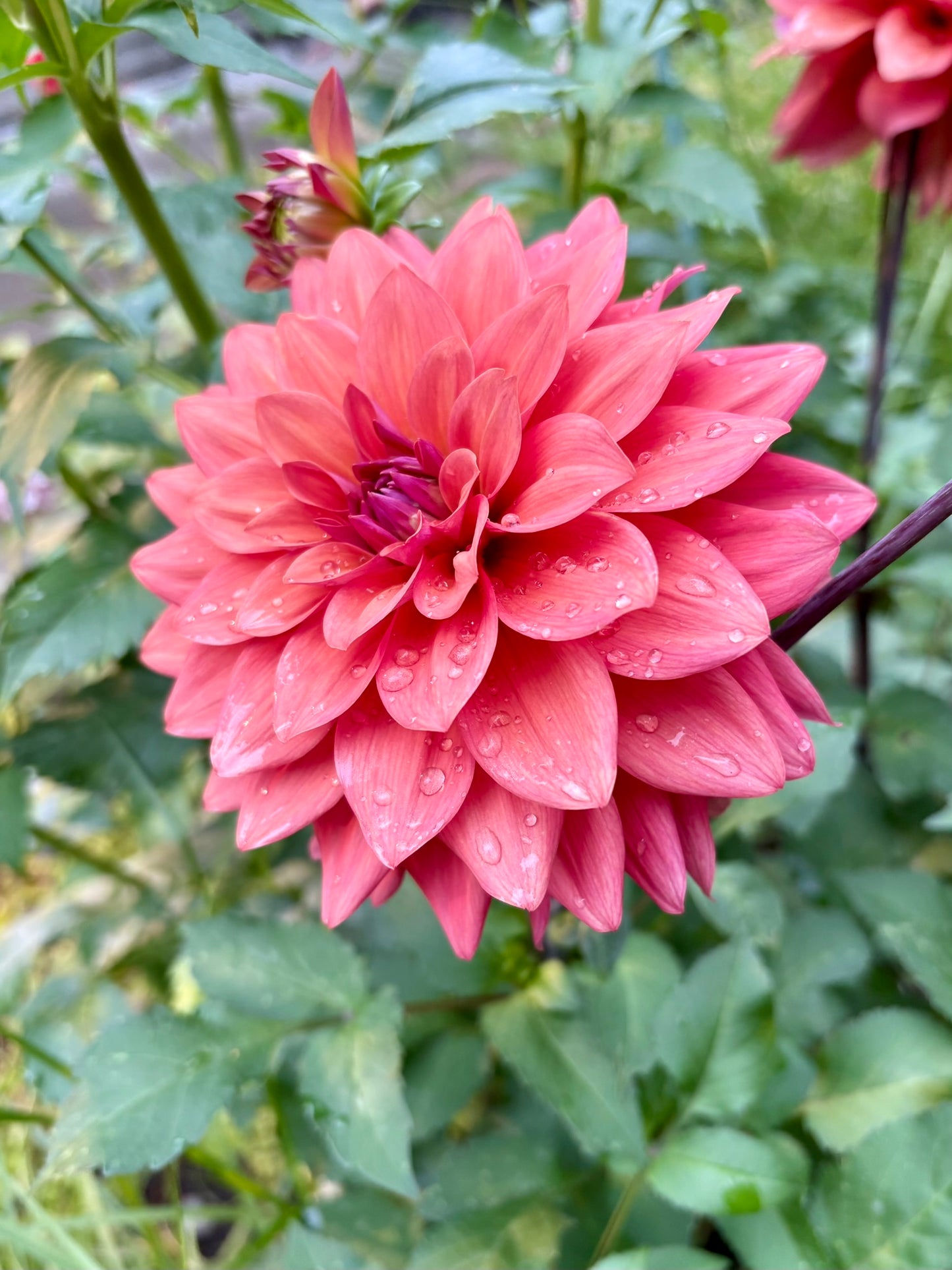 American Dawn Rooted Cutting - LOCAL PICK UP ONLY