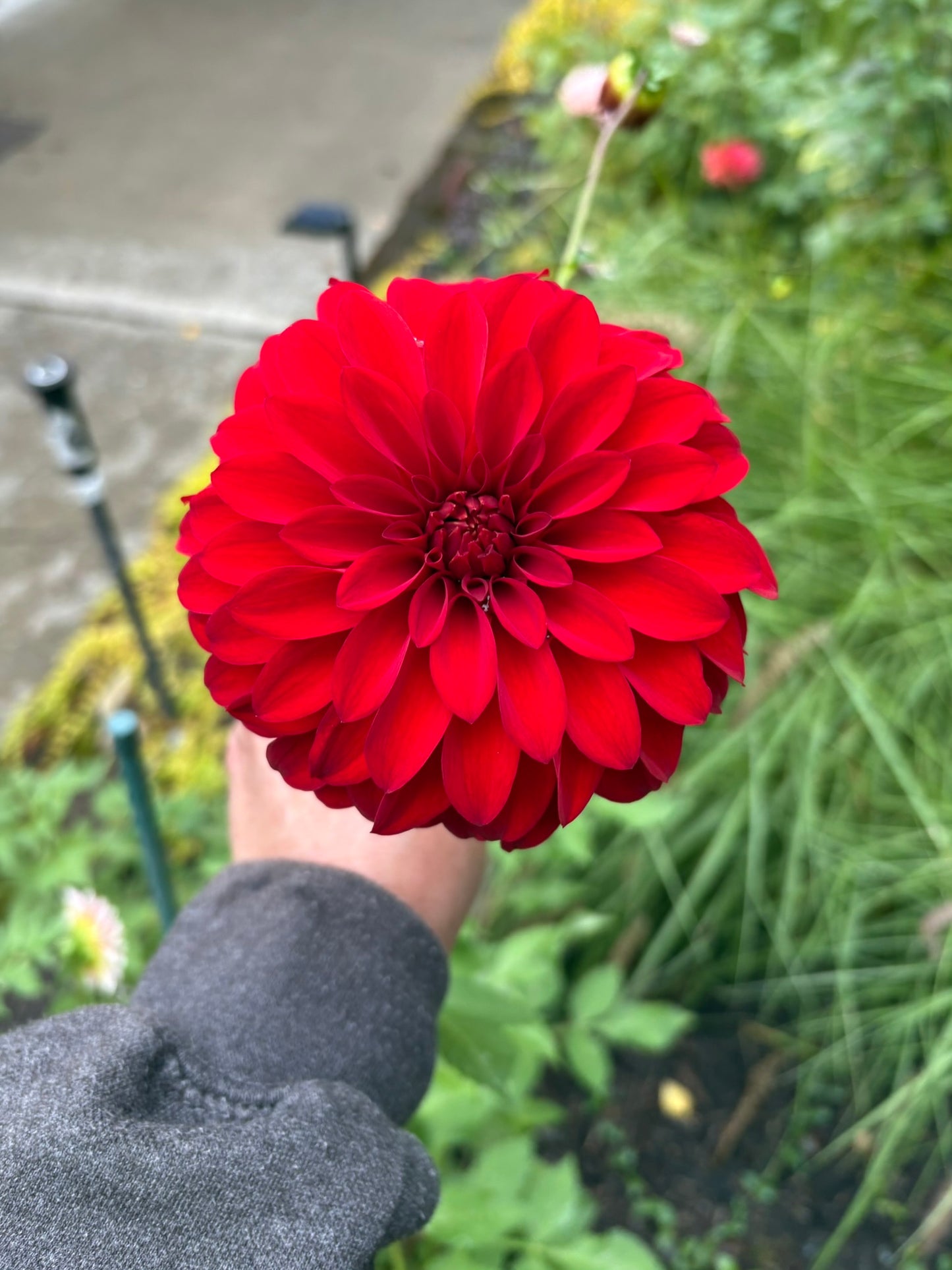 River's Cherry Bomb Rooted Cutting - LOCAL PICK UP ONLY