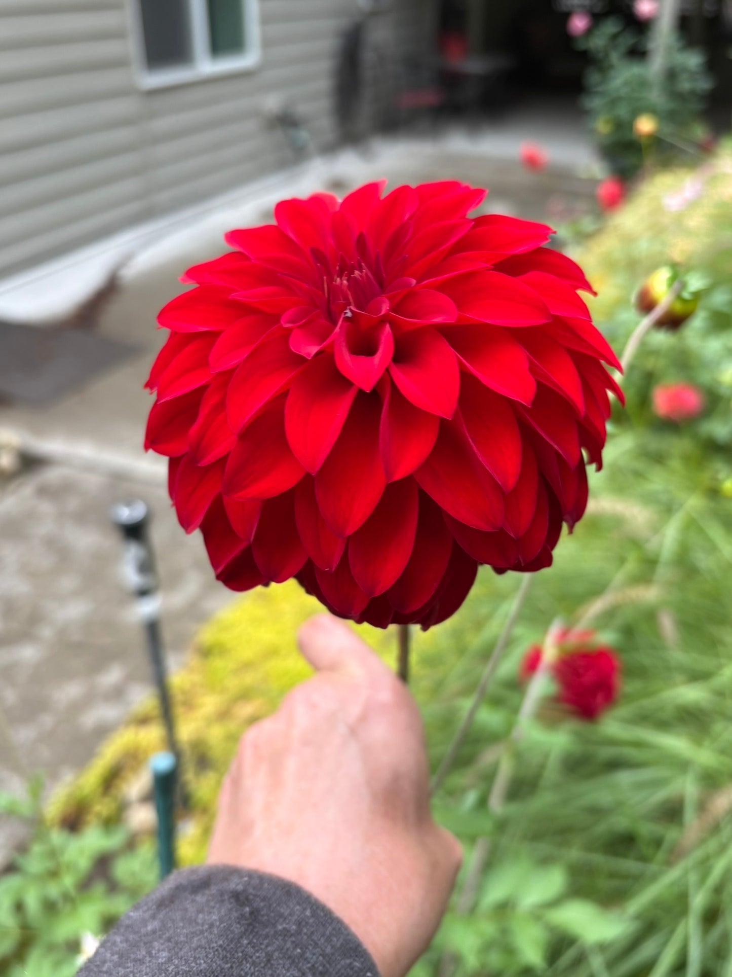 River's Cherry Bomb Rooted Cutting - LOCAL PICK UP ONLY