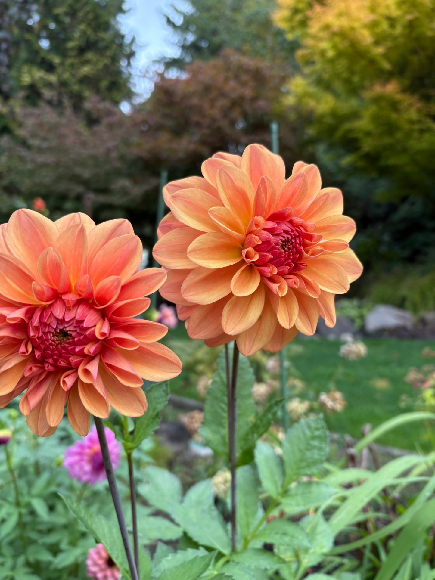 Ferncliff Copper Rooted Cutting - LOCAL PICK UP ONLY