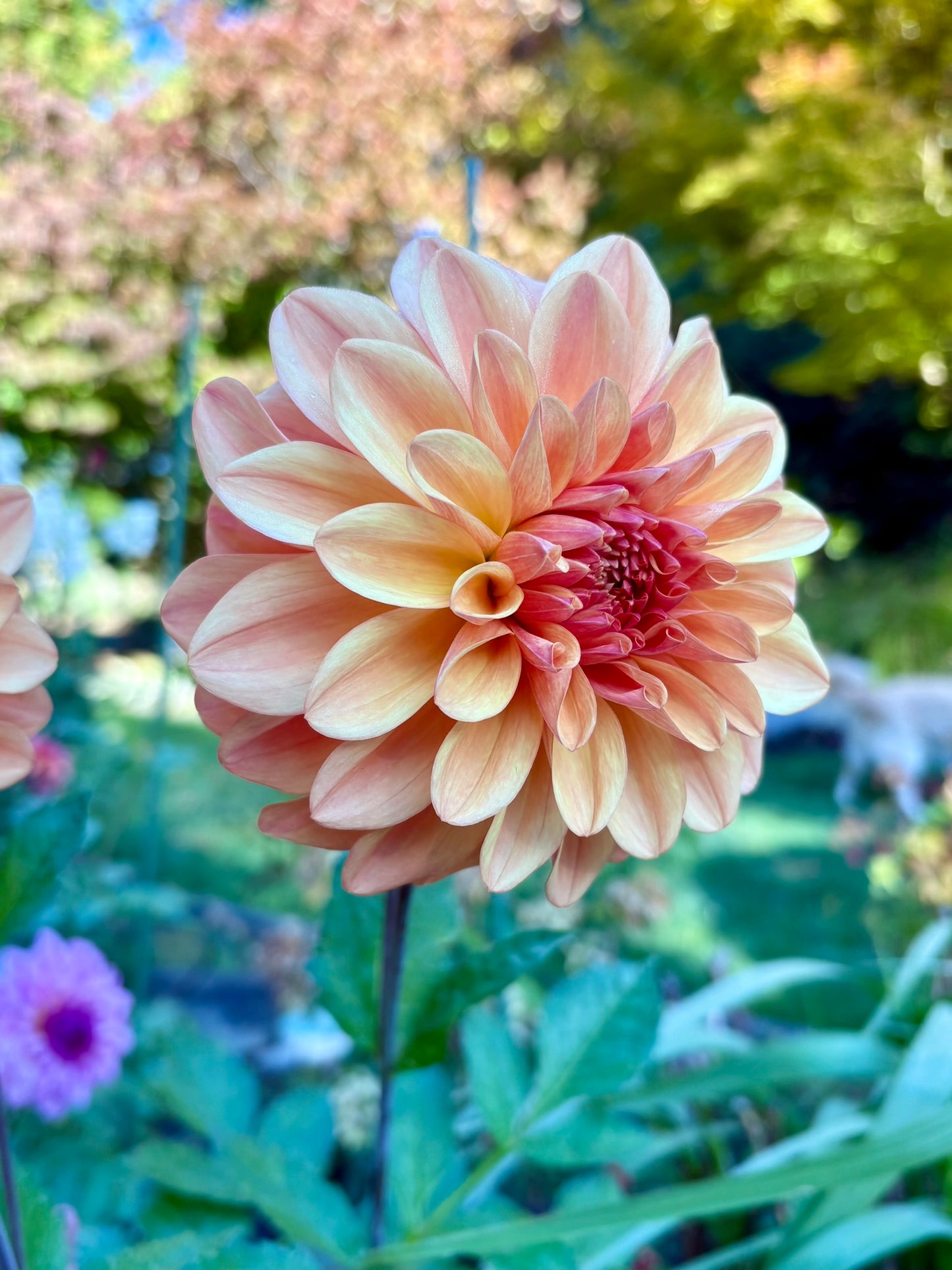 Ferncliff Copper Rooted Cutting - LOCAL PICK UP ONLY