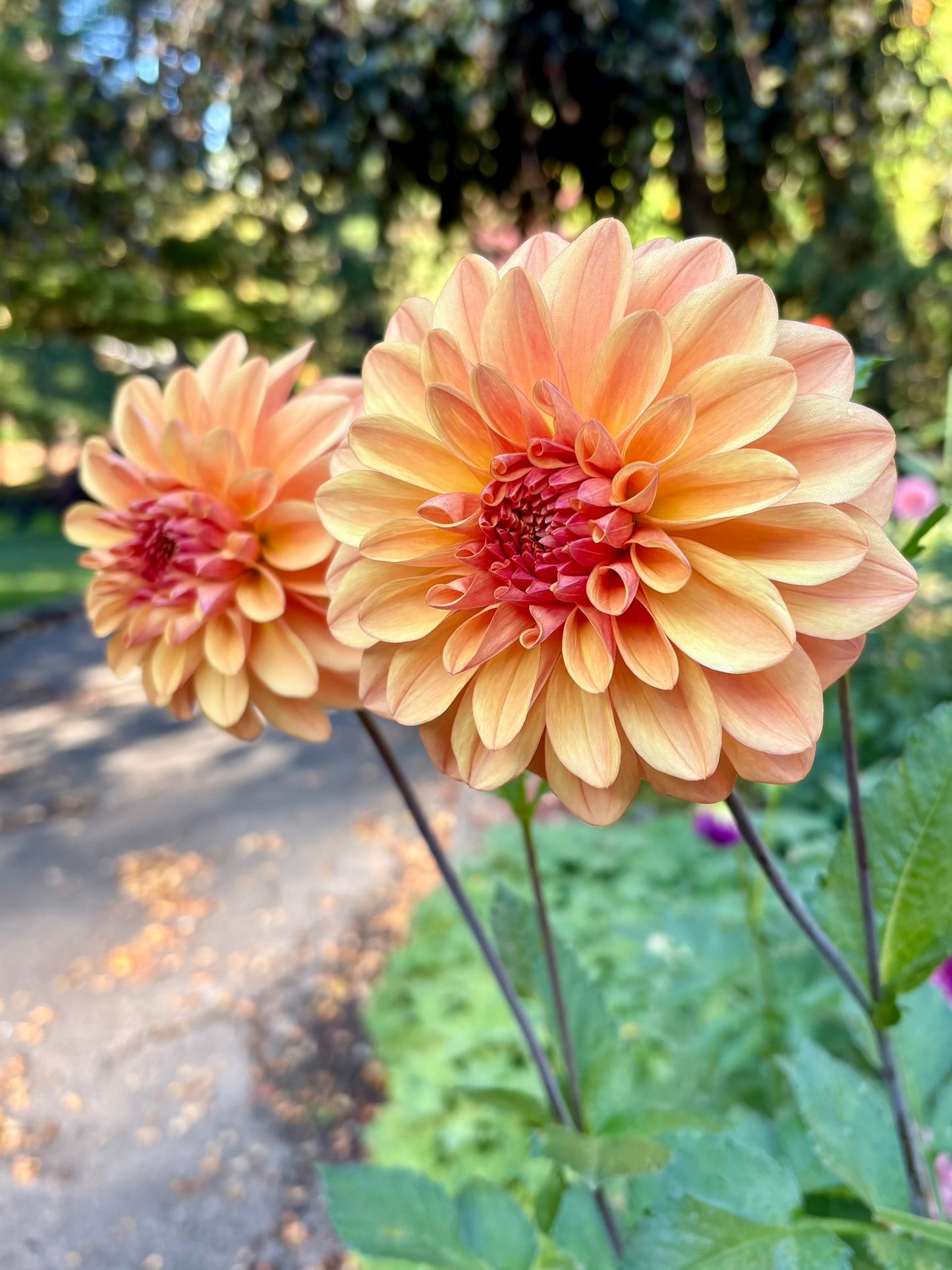 Ferncliff Copper Rooted Cutting - LOCAL PICK UP ONLY