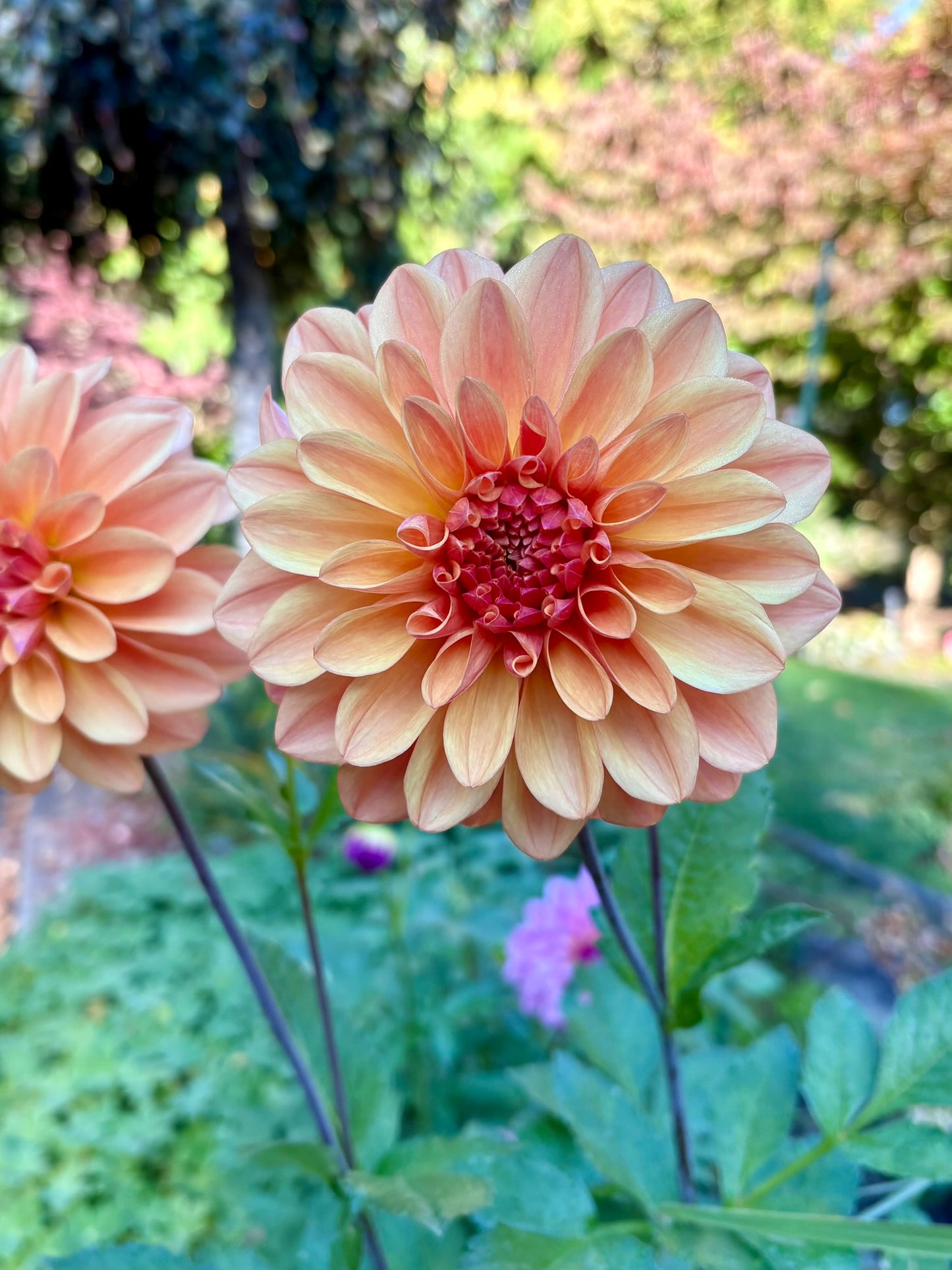 Ferncliff Copper Rooted Cutting - LOCAL PICK UP ONLY
