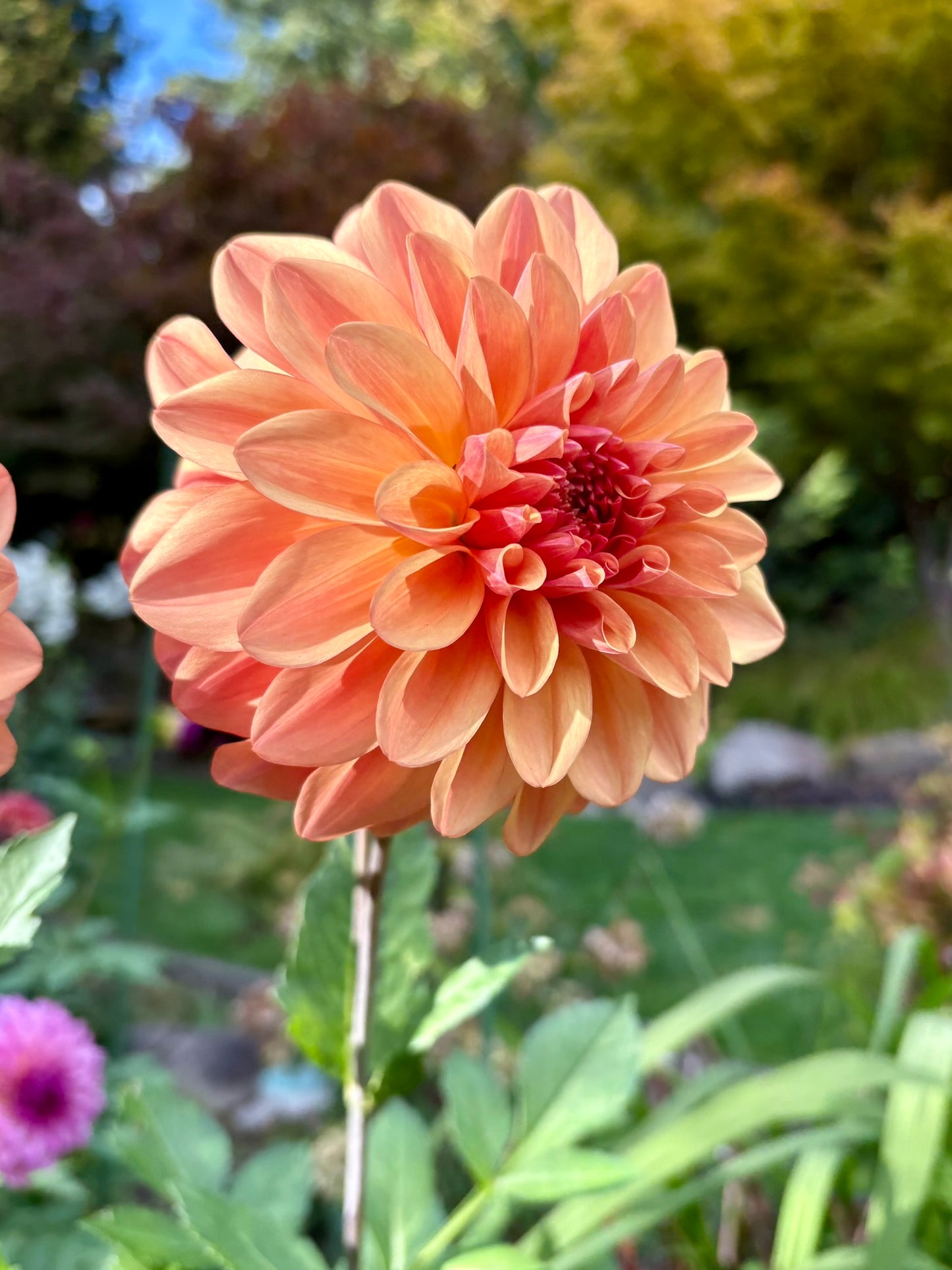 Ferncliff Copper Rooted Cutting - LOCAL PICK UP ONLY