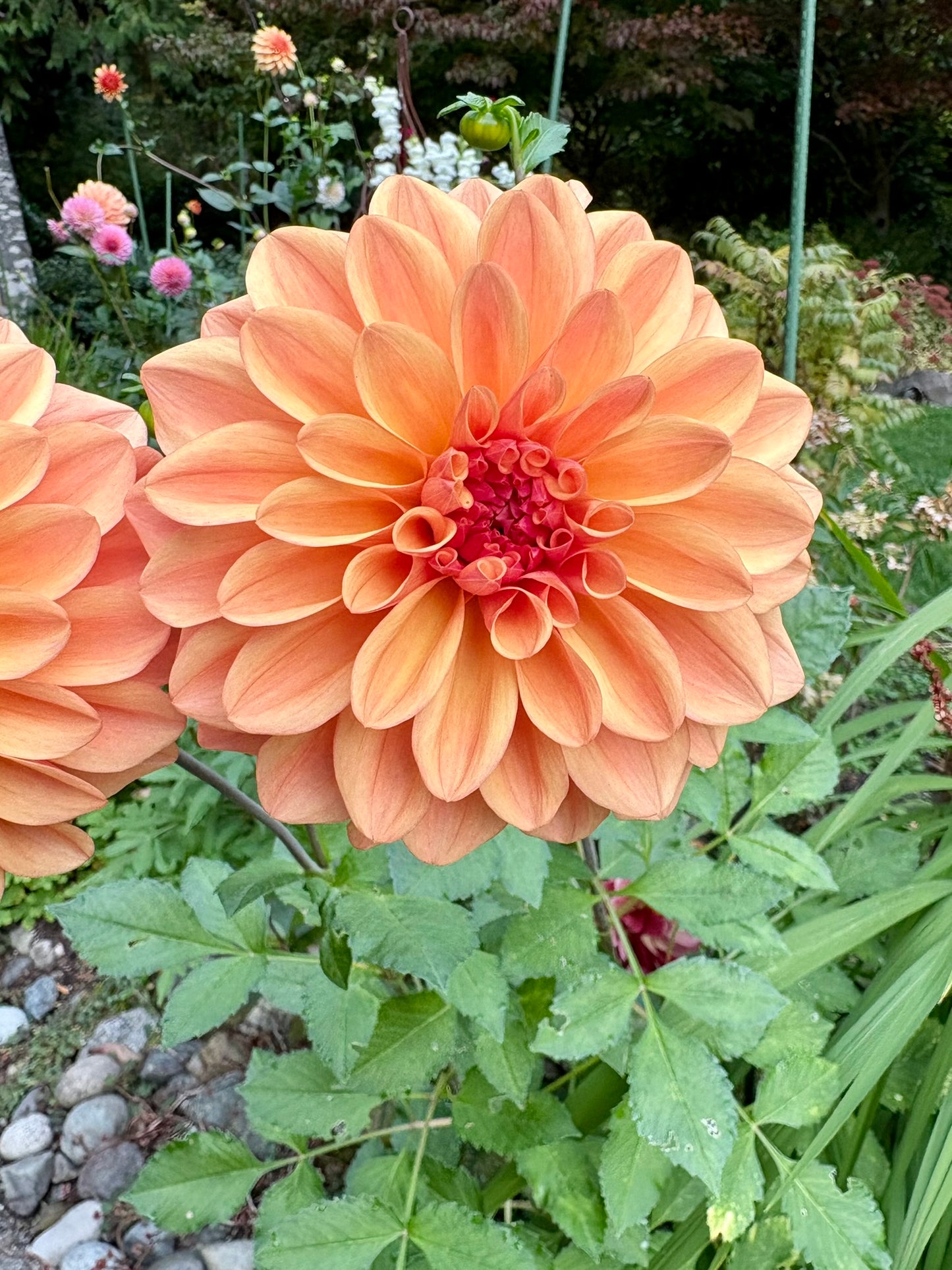 Ferncliff Copper Rooted Cutting - LOCAL PICK UP ONLY