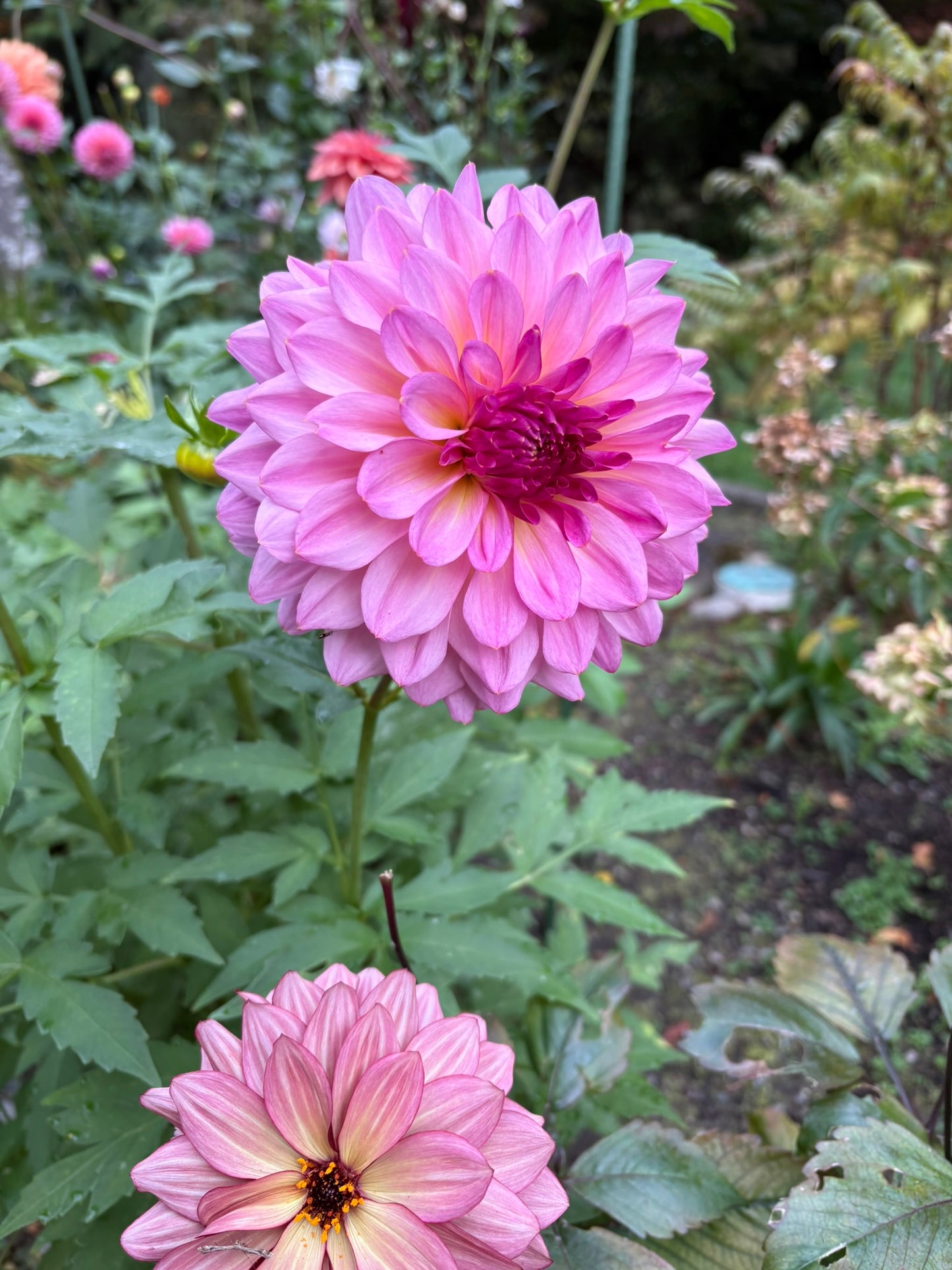 Bloomquist Cool Rooted Cutting - LOCAL PICK UP ONLY