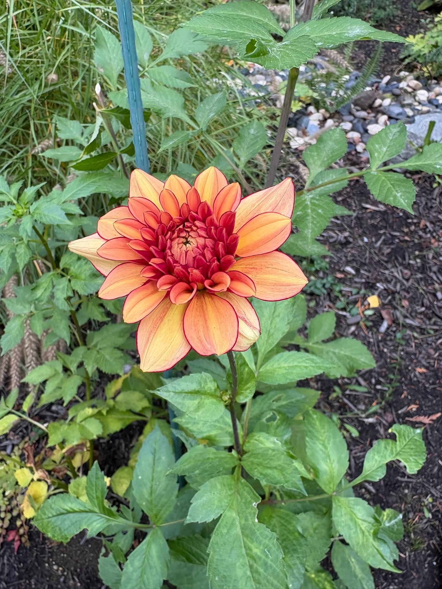 N-Force Rooted Cutting - LOCAL PICK UP ONLY