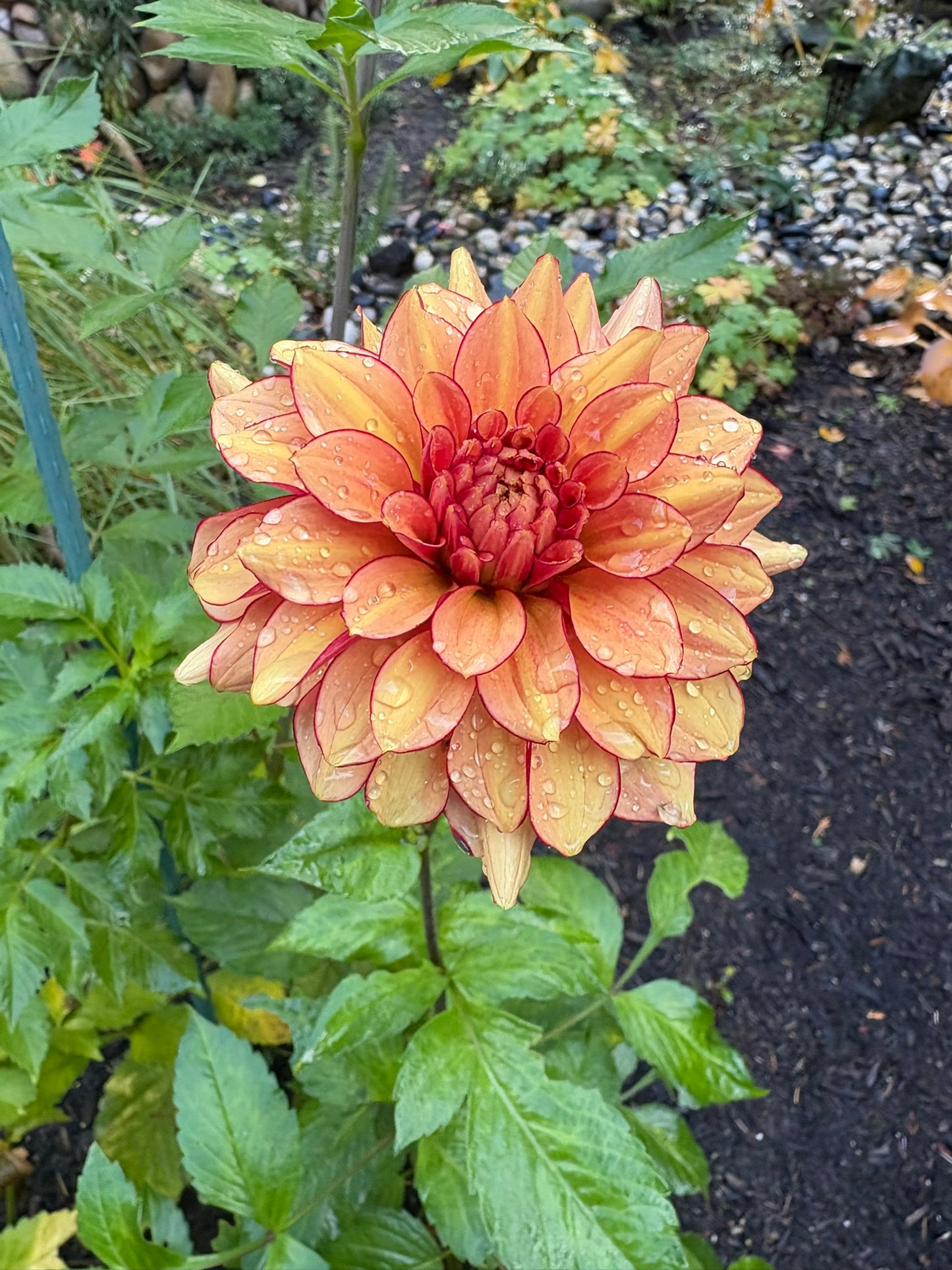 N-Force Rooted Cutting - LOCAL PICK UP ONLY