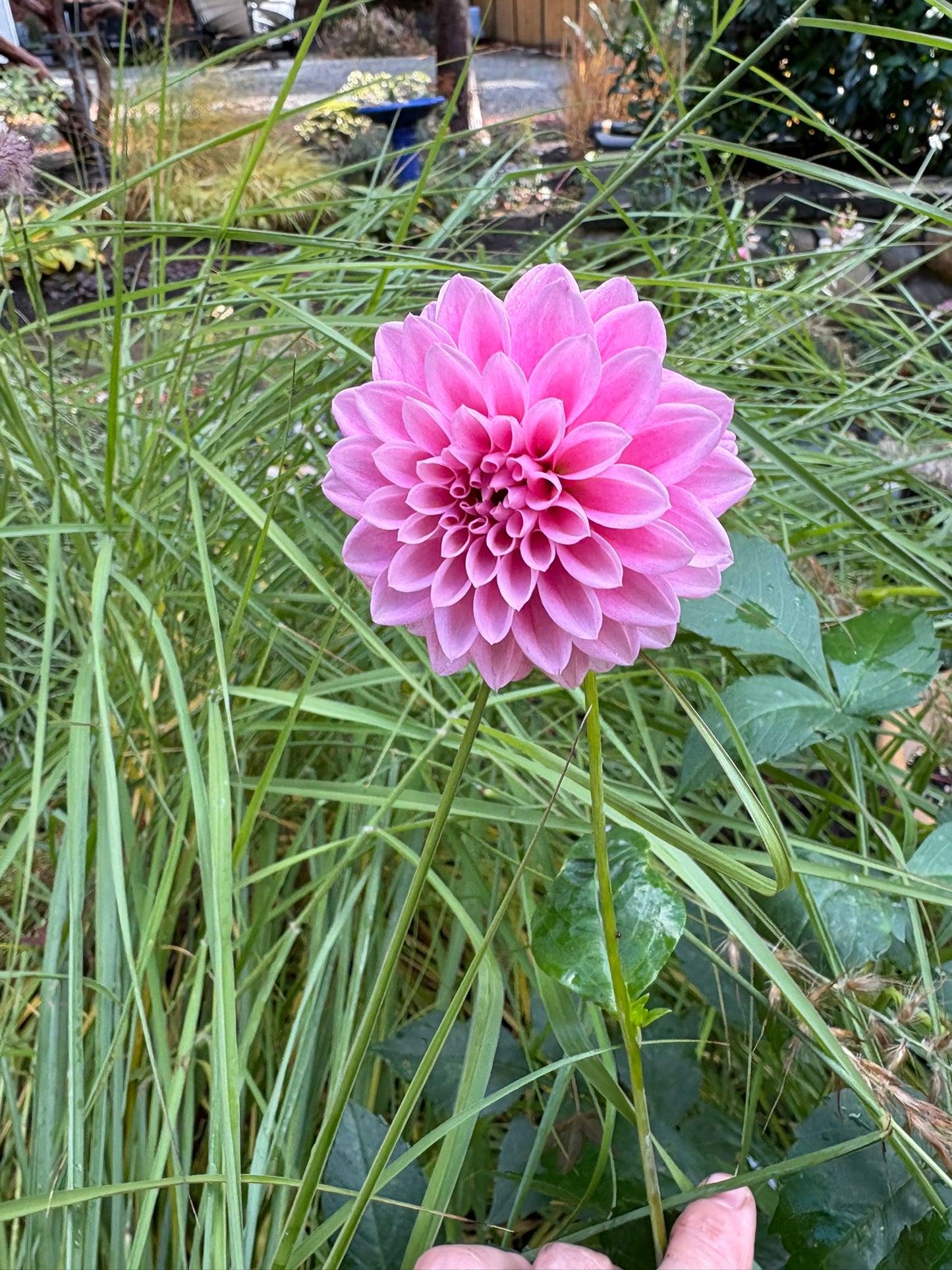 Lavadandy Rooted Cutting - LOCAL PICK UP ONLY