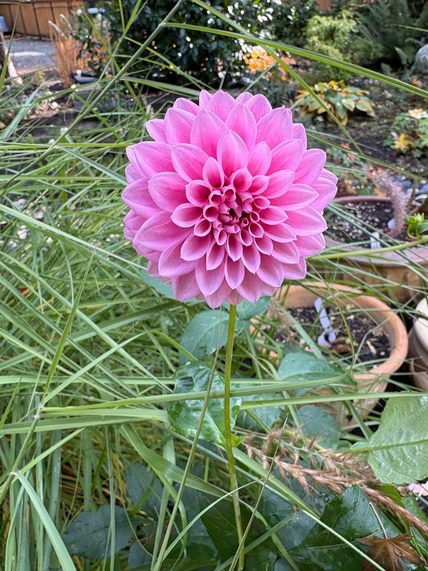 Lavadandy Rooted Cutting - LOCAL PICK UP ONLY