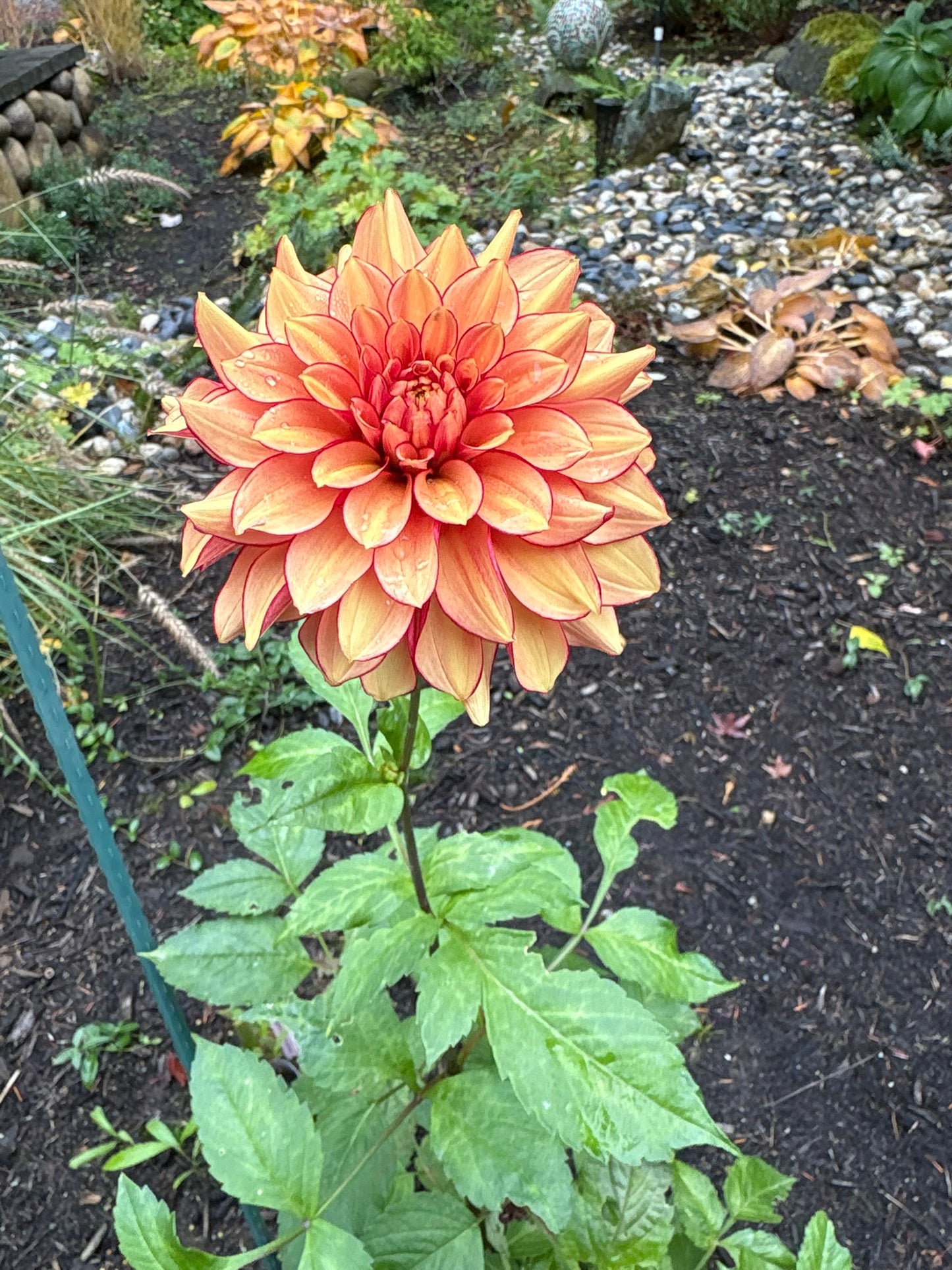 N-Force Rooted Cutting - LOCAL PICK UP ONLY