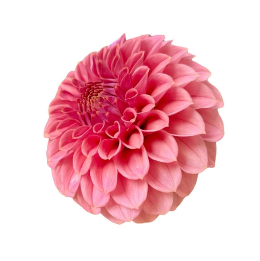 KA's® Keltie Rose Rooted Cutting - LOCAL PICK UP ONLY