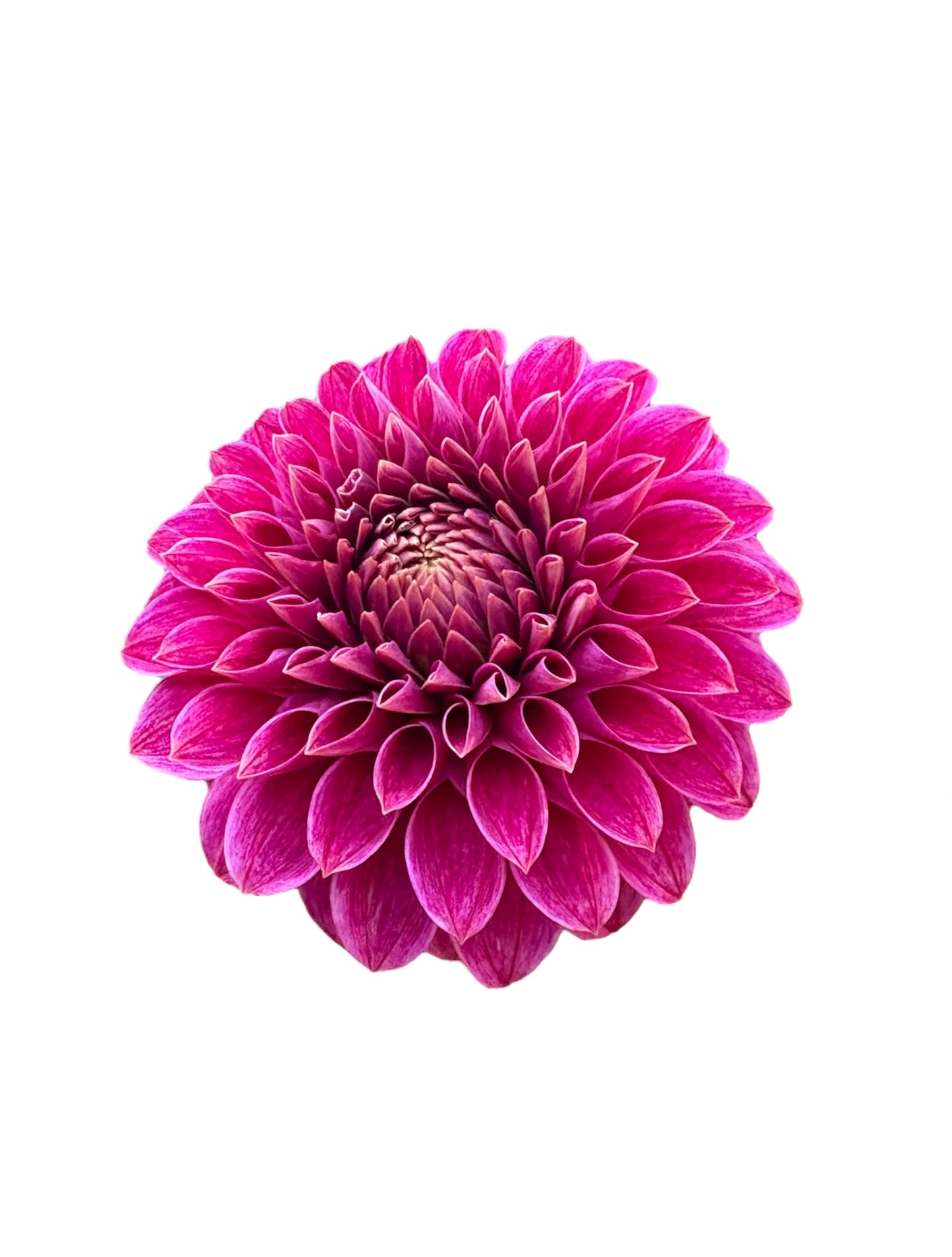 KA's® Rosie Jo Rooted Cutting - LOCAL PICK UP ONLY