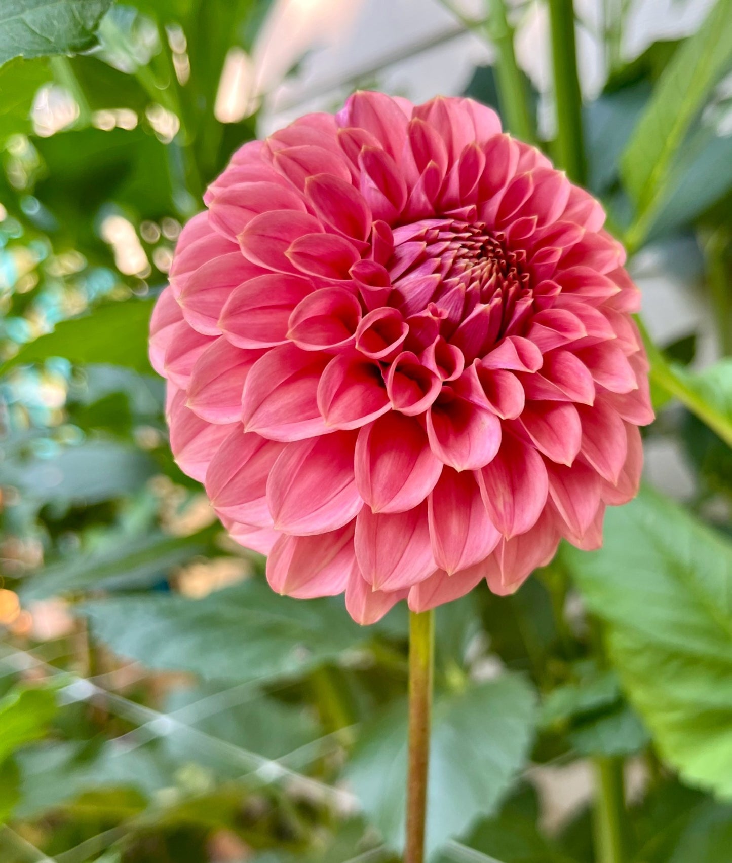 KA's® Keltie Rose Rooted Cutting - LOCAL PICK UP ONLY