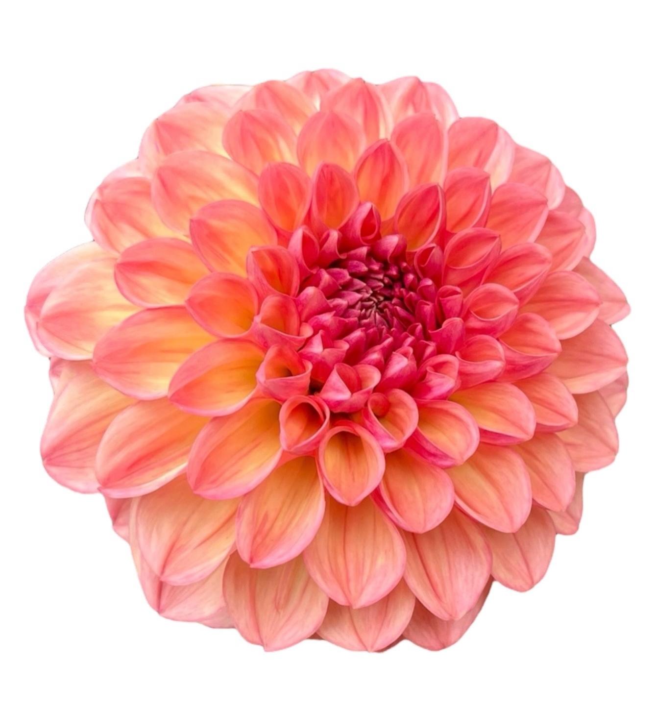 Mix Up 2: Clearview Peachy & Larks Ebbe