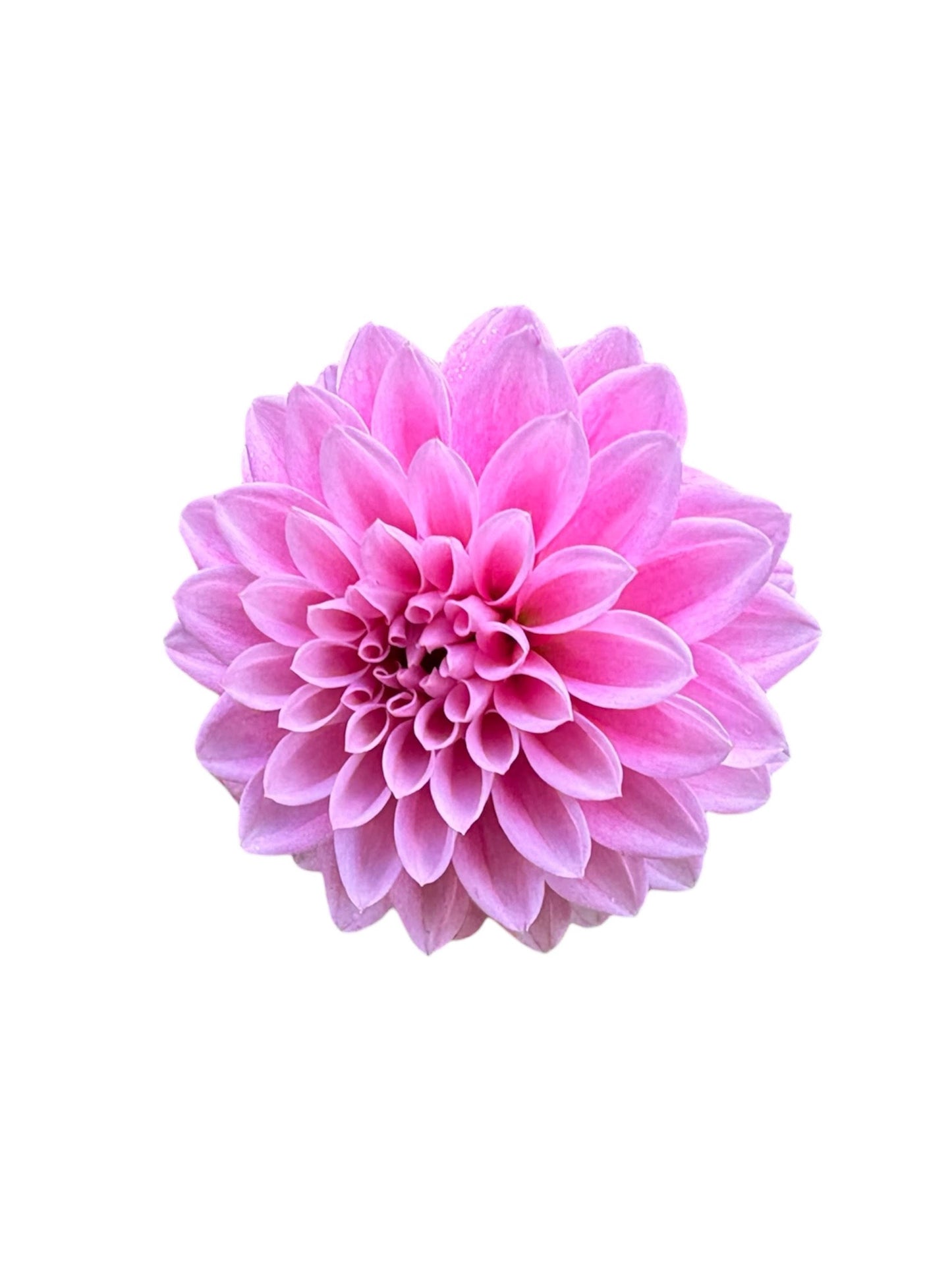 Lavadandy Rooted Cutting - LOCAL PICK UP ONLY