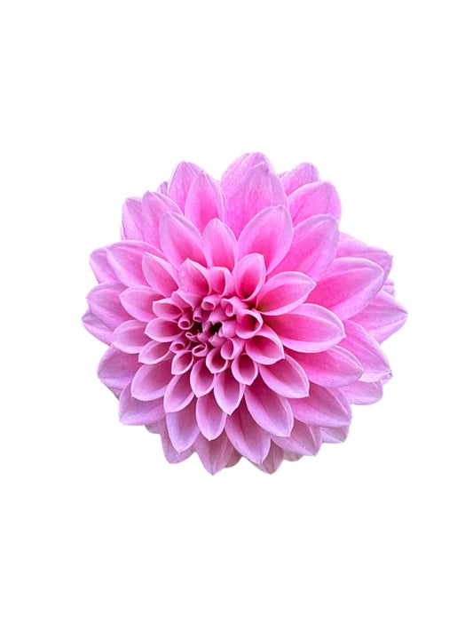 Lavadandy Rooted Cutting - LOCAL PICK UP ONLY