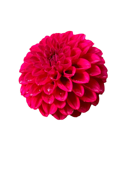 Lil Robin Rooted Cutting - LOCAL PICK UP ONLY