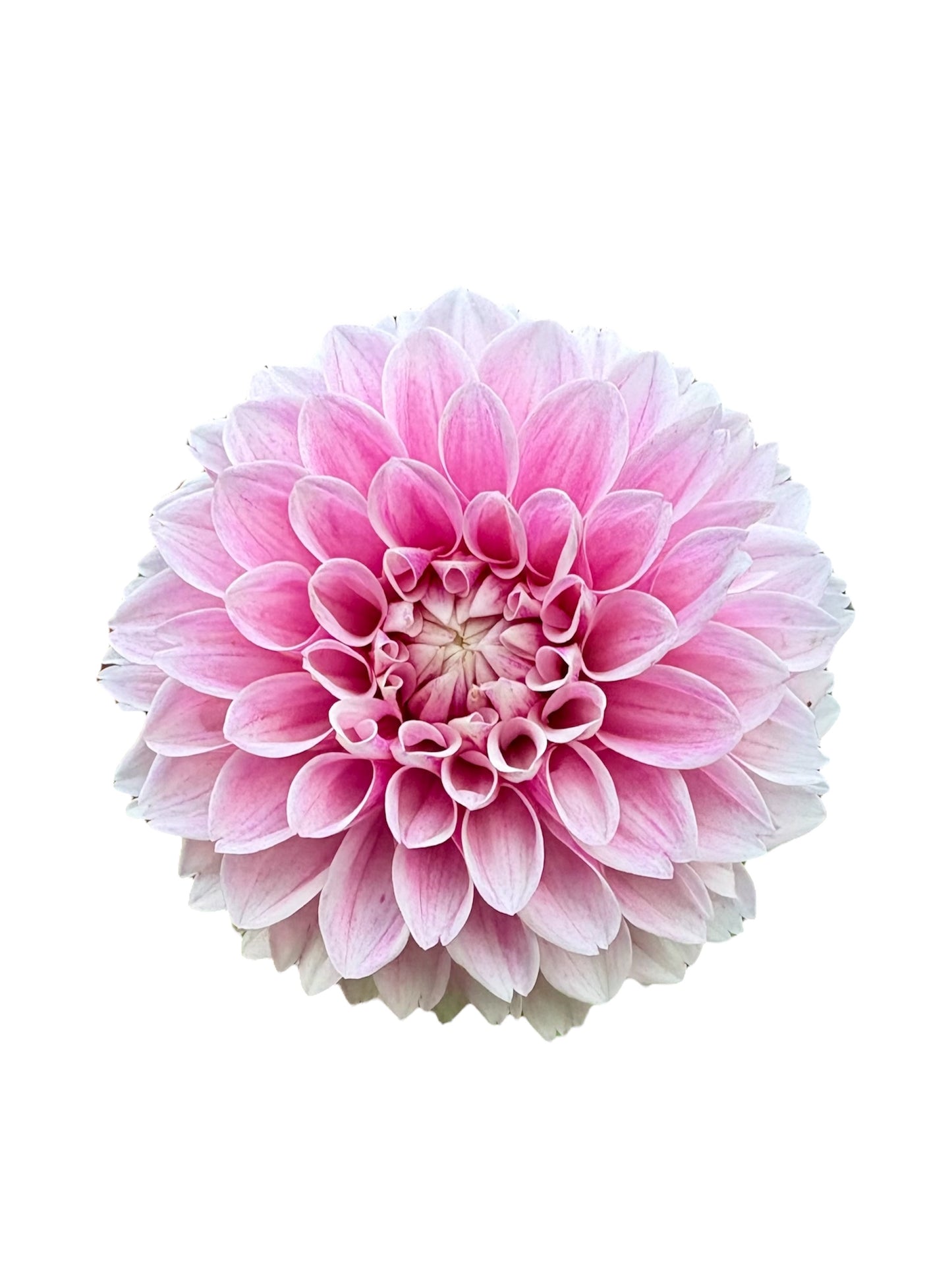 Marshmallow Baby Rooted Cutting - LOCAL PICK UP ONLY