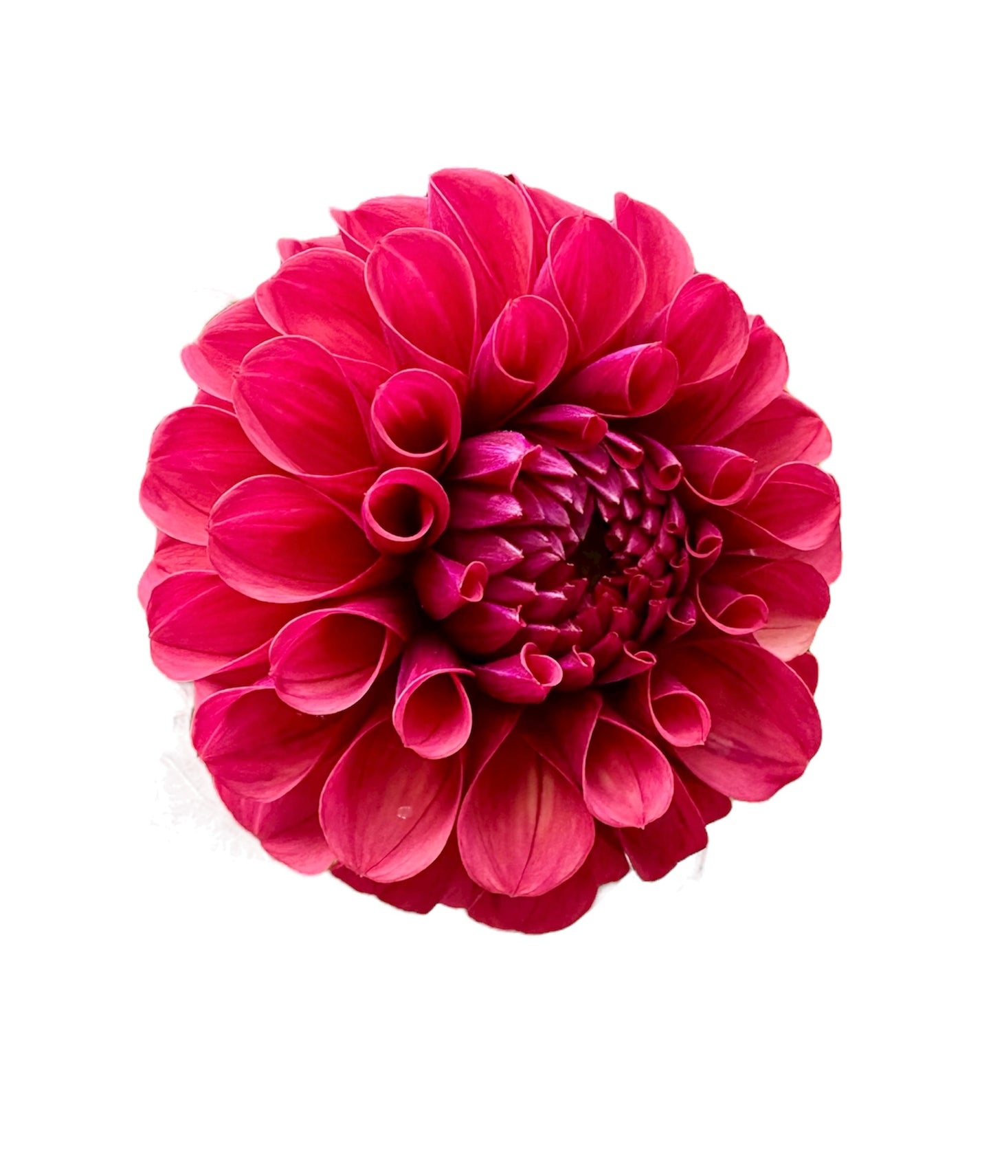 Mission Gypsy Rooted Cutting - LOCAL PICK UP ONLY