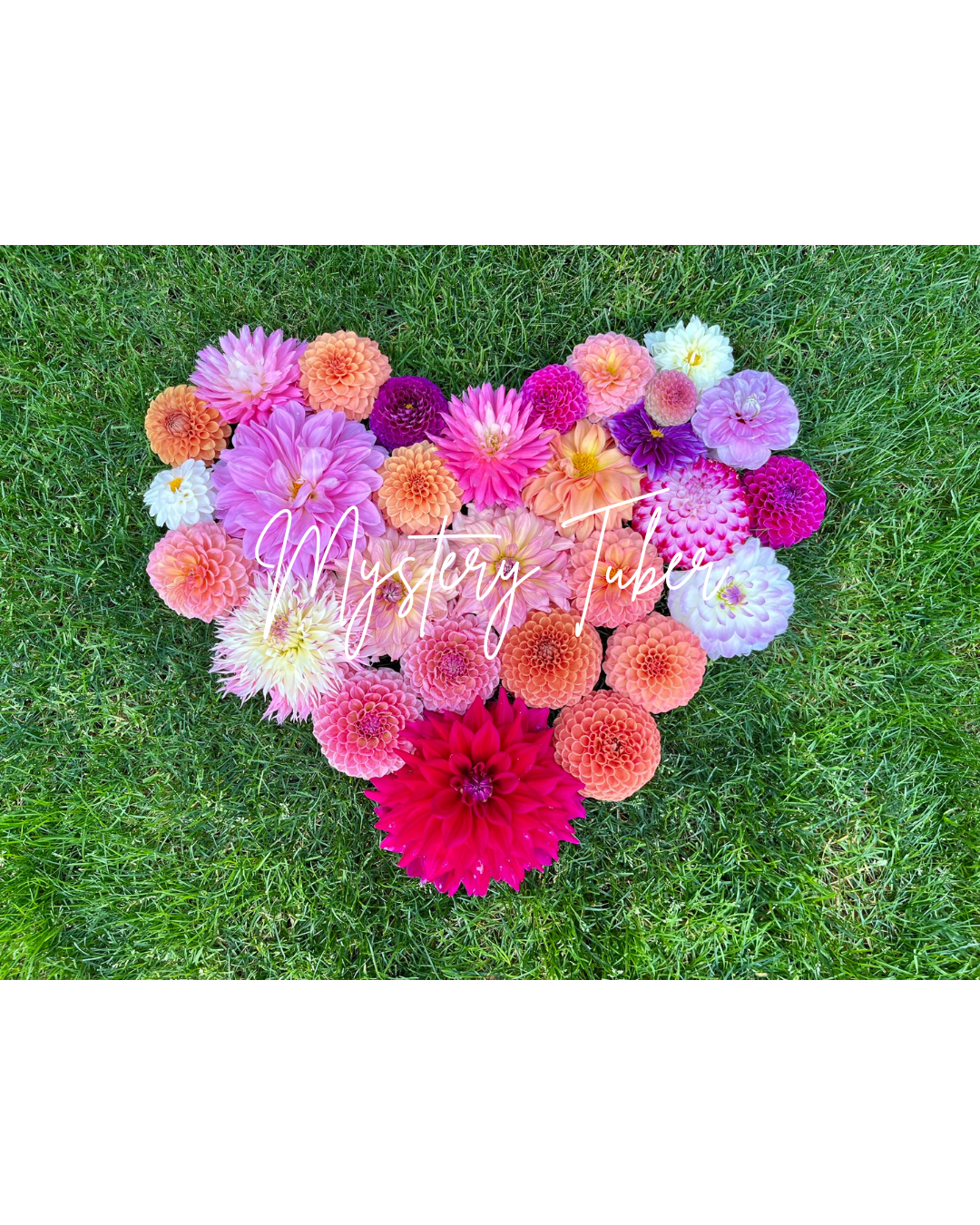 Mystery Dahlia Tuber