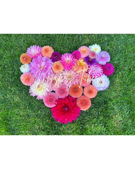 Mystery Dahlia Tuber