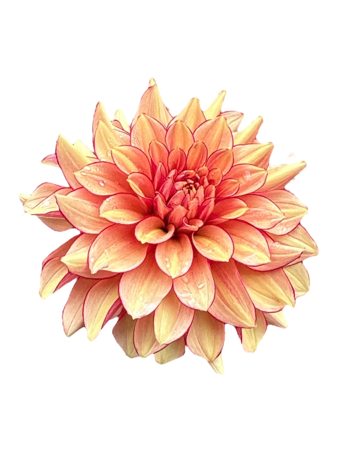 N-Force Rooted Cutting - LOCAL PICK UP ONLY