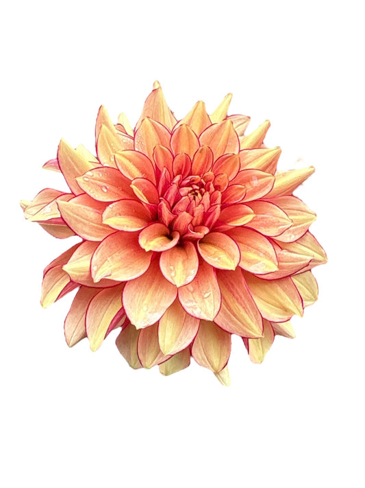 N-Force Rooted Cutting - LOCAL PICK UP ONLY