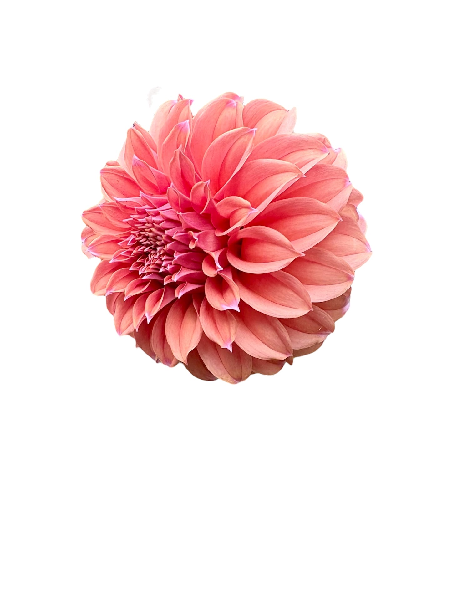 Peaches N Cream Solid Rooted Cutting - LOCAL PICK UP ONLY