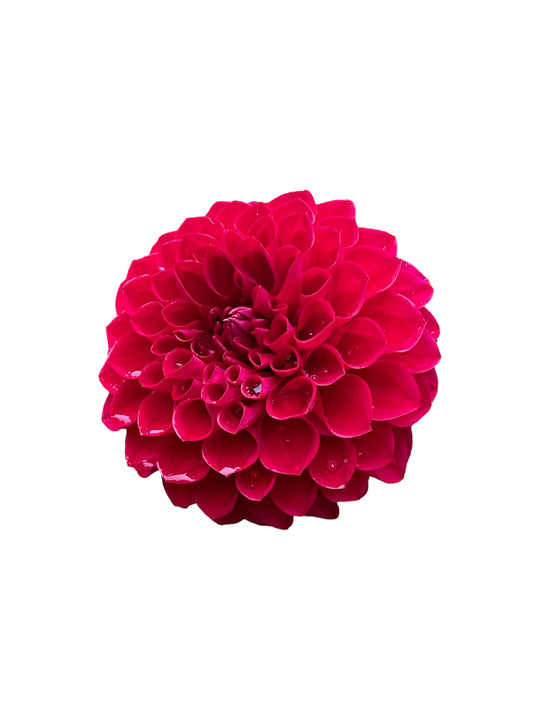 RM Silver Fox Rooted Cutting - LOCAL PICK UP ONLY