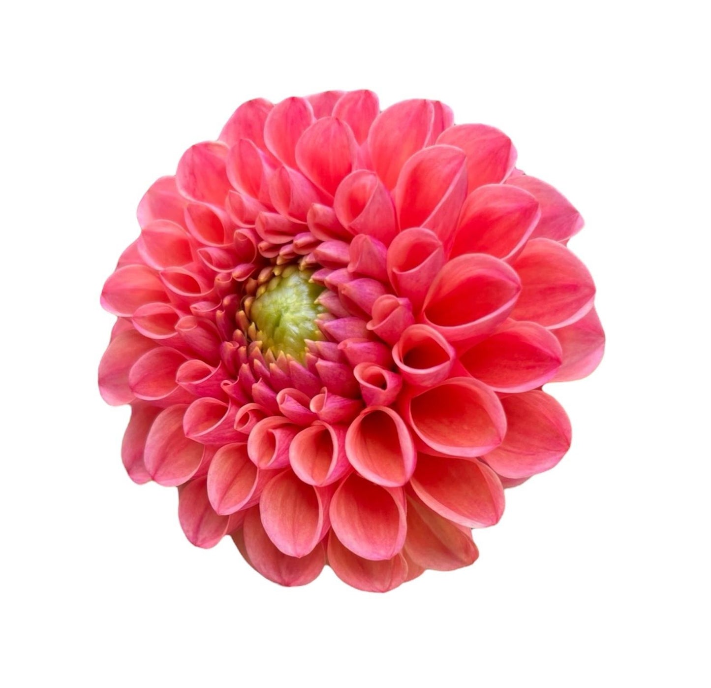 RM Watermelon Rooted Cutting - LOCAL PICK UP ONLY