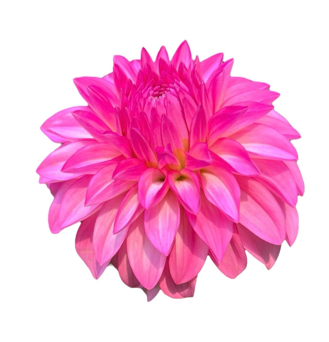 River’s Bubble Gum Rooted Cutting - LOCAL PICK UP ONLY