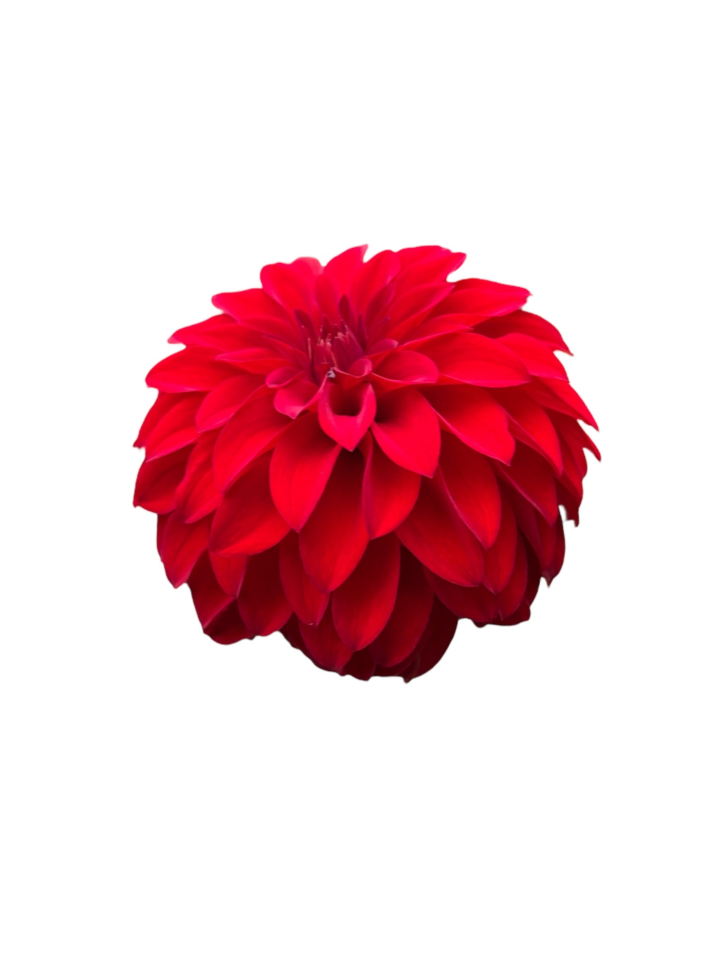 River's Cherry Bomb Rooted Cutting - LOCAL PICK UP ONLY