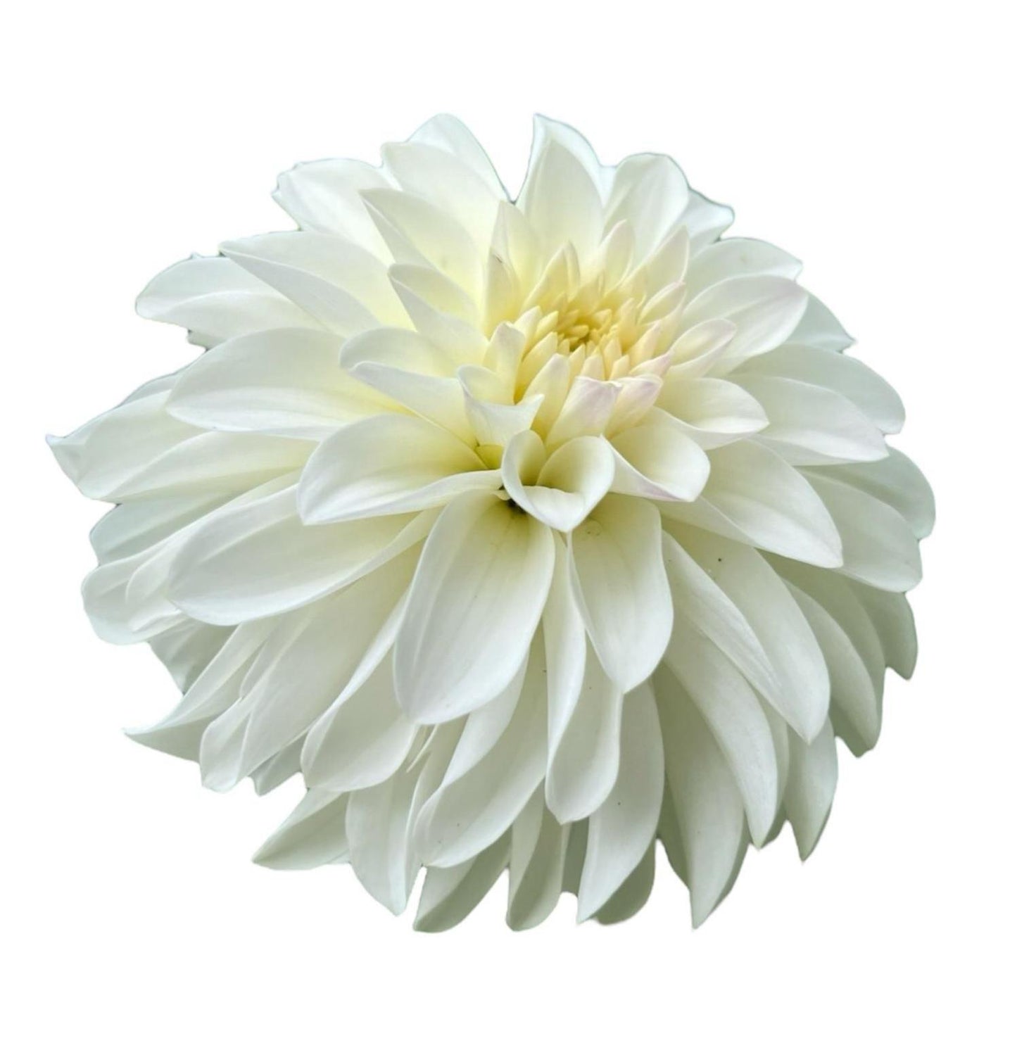 River’s Crystal Rooted Cutting - LOCAL PICK UP ONLY