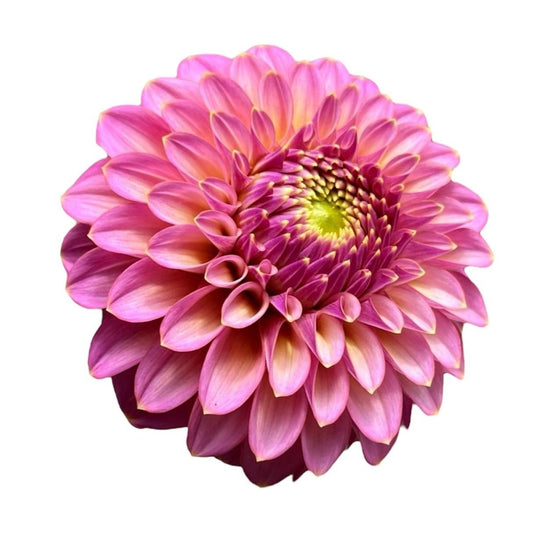 Skipley Spot of Gold