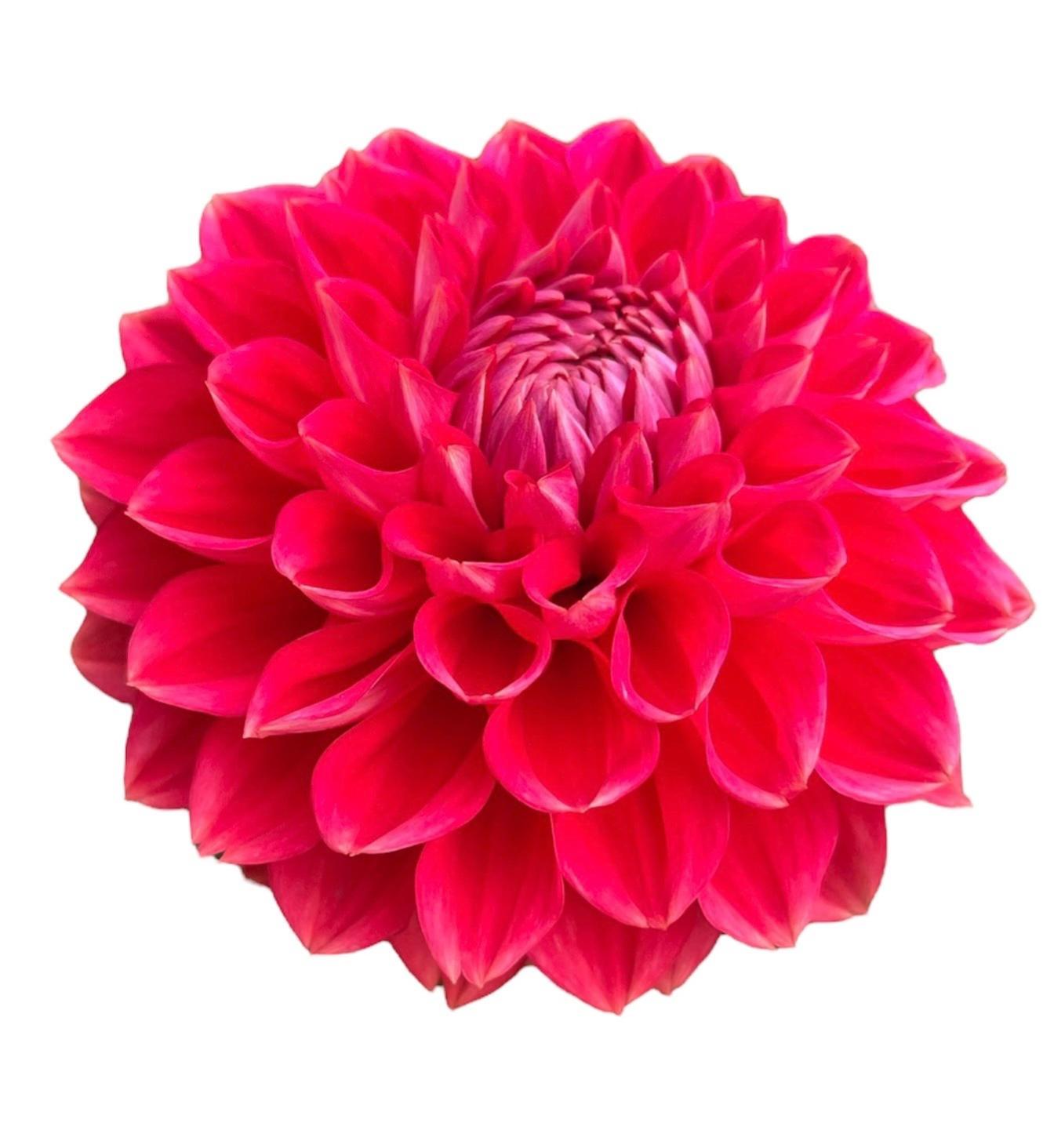 Tempest Rooted Cutting - LOCAL PICK UP ONLY