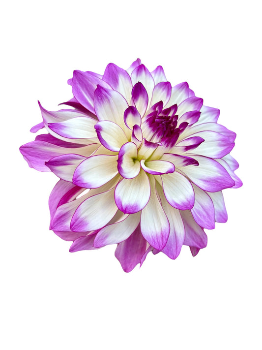 Tipsy Rooted Cutting - LOCAL PICK UP ONLY