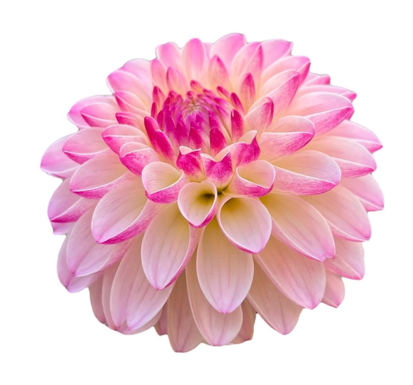 Valley Porcupine Rooted Cutting - LOCAL PICK UP ONLY