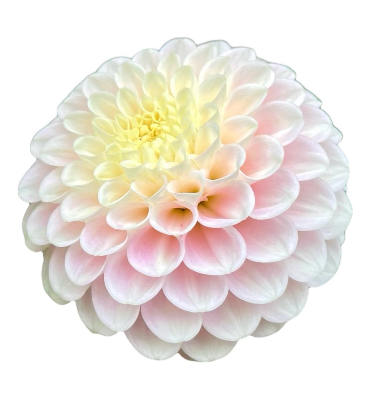 White Wizard Rooted Cutting - LOCAL PICK UP ONLY