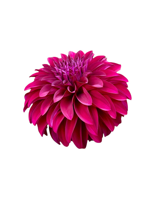 Woodlands Merinda Rooted Cutting - LOCAL PICK UP ONLY